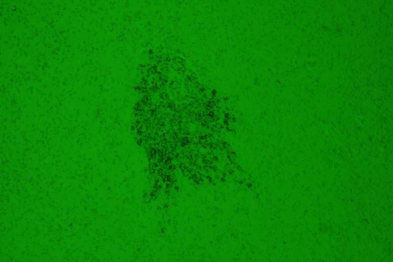 Pirbright scientists develop bird flu and Marek’s disease vaccine