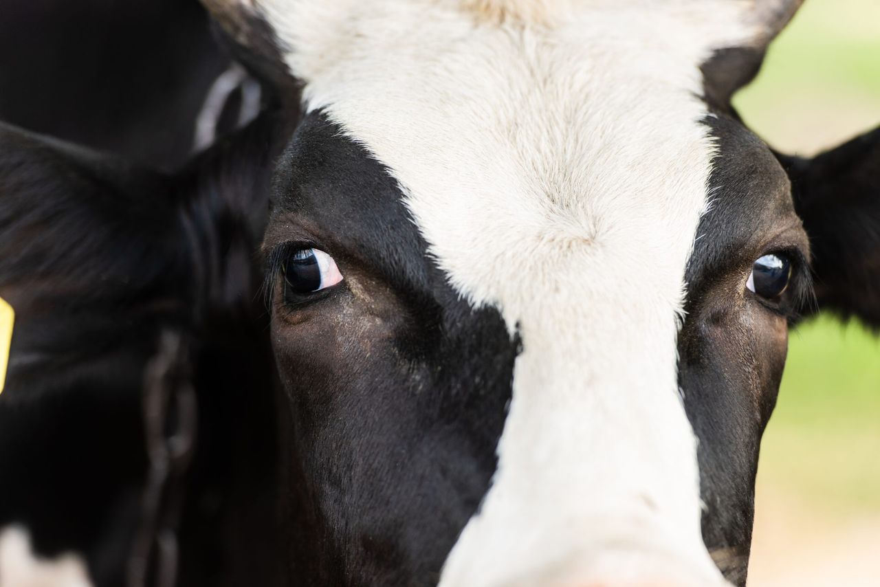 New BVD movement restrictions in NI from March