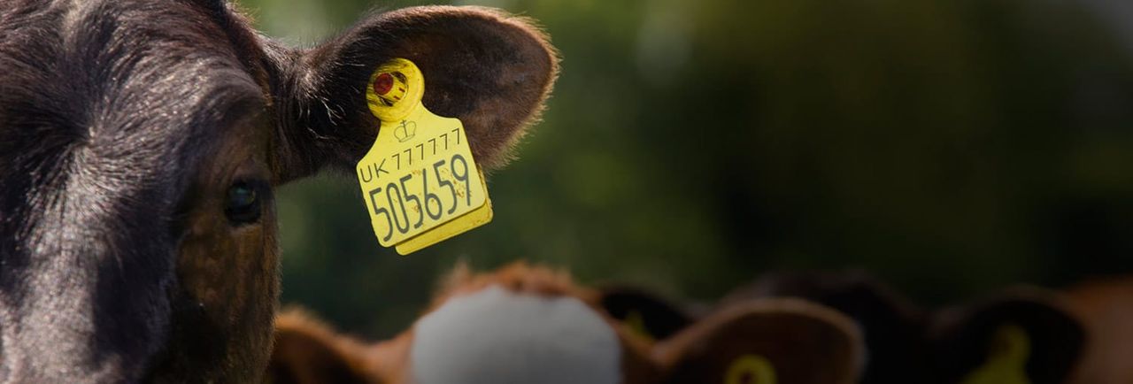 UK government issues new guidance for ear tags post-Brexit