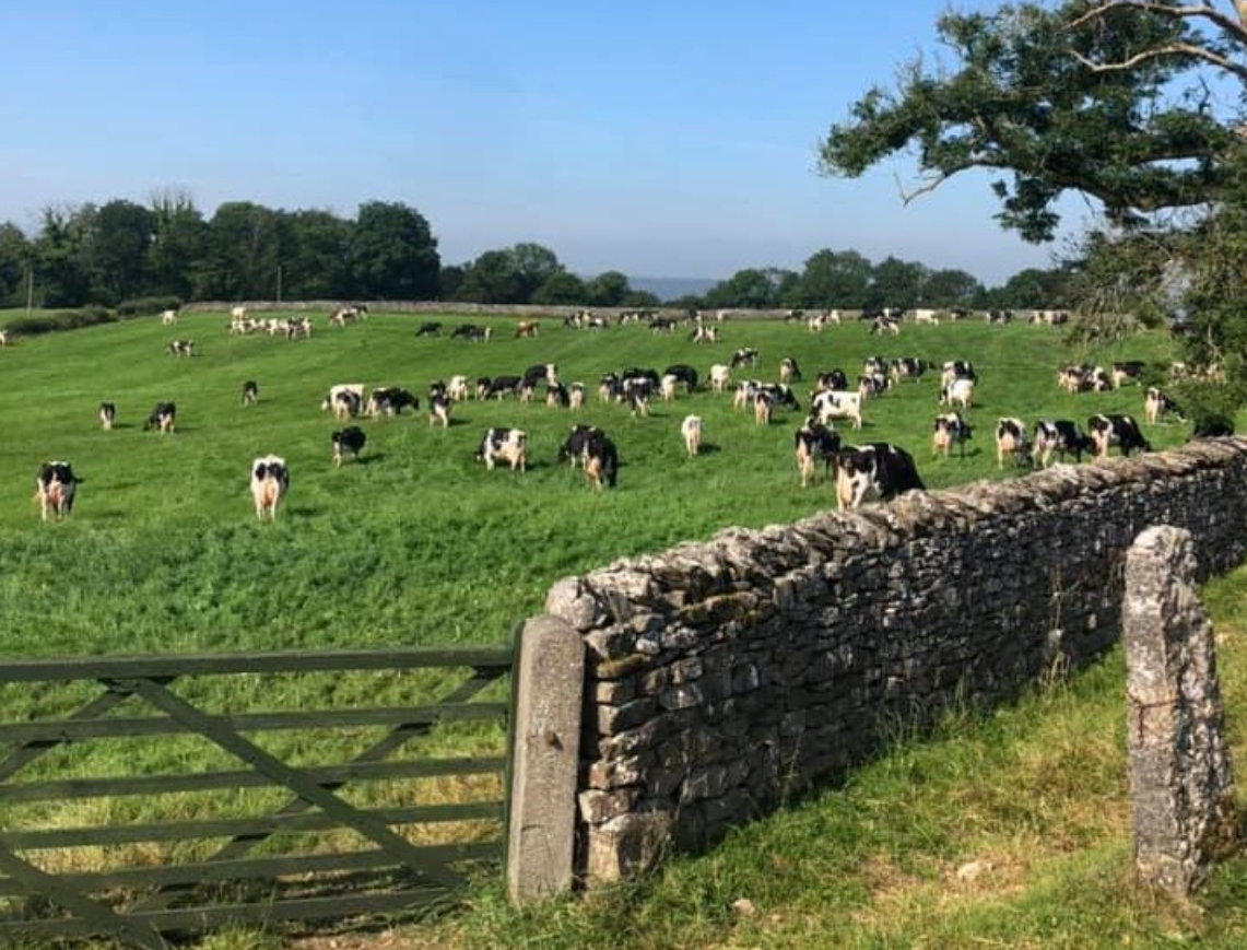 100-year-old family farm hosts Holstein Premier Herd Open Day