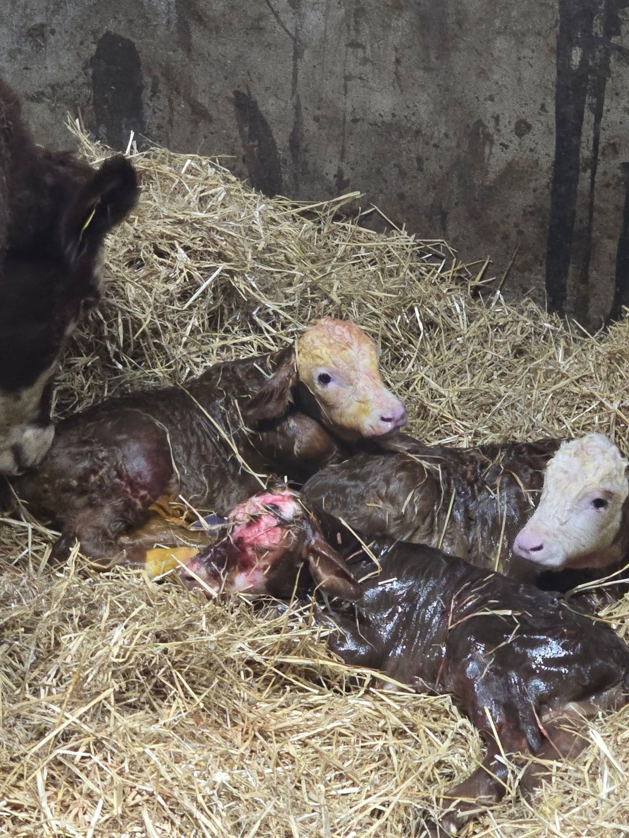 Birth of Charolais triplets comes as surprise to farmer