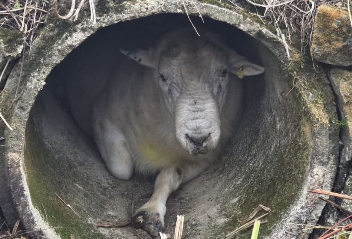 Fire crew in England rescues ram from concrete pipe