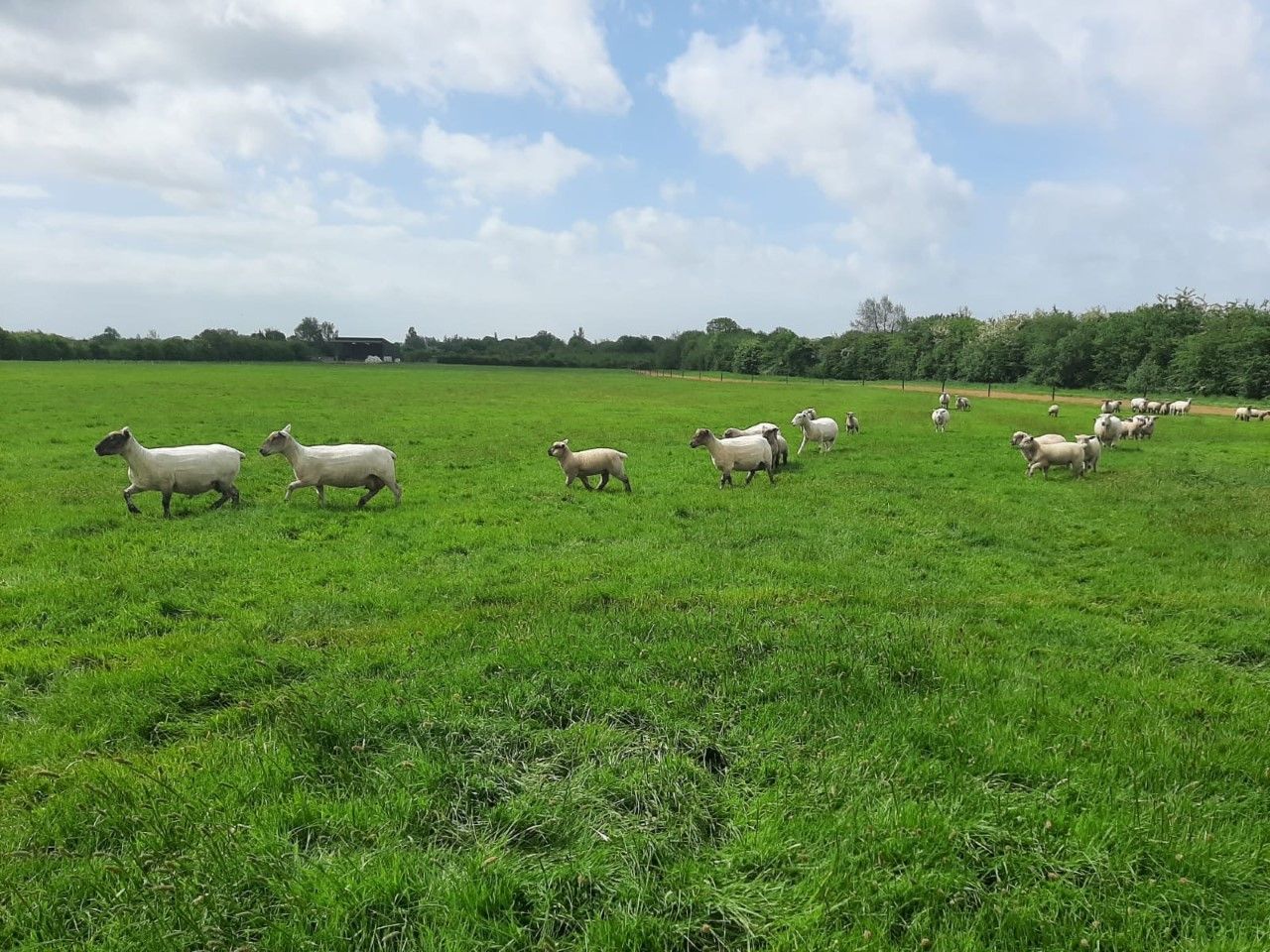 NSA to host practical webinar on sheep worrying