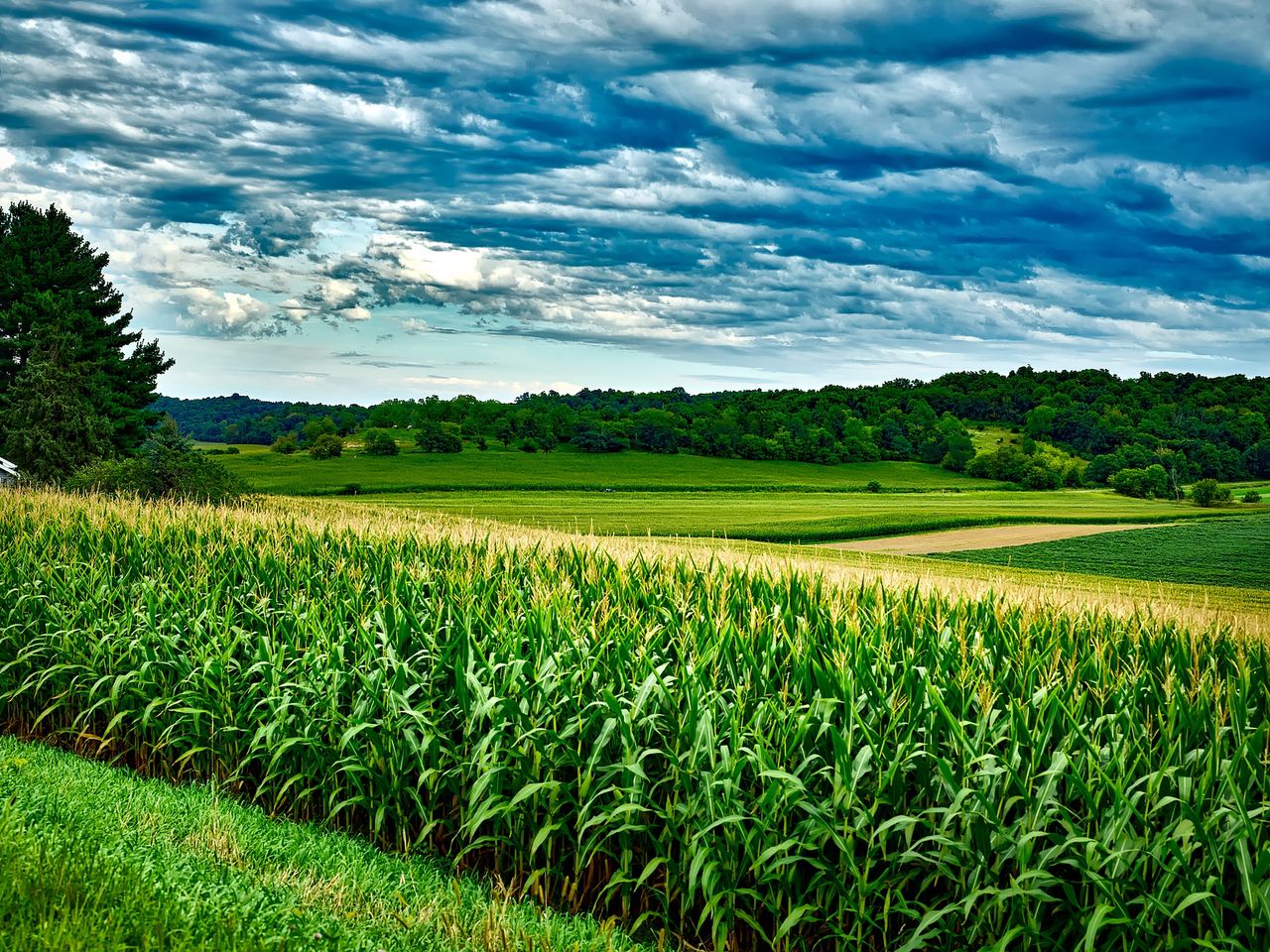 Could soybean become a mainstream tillage option?