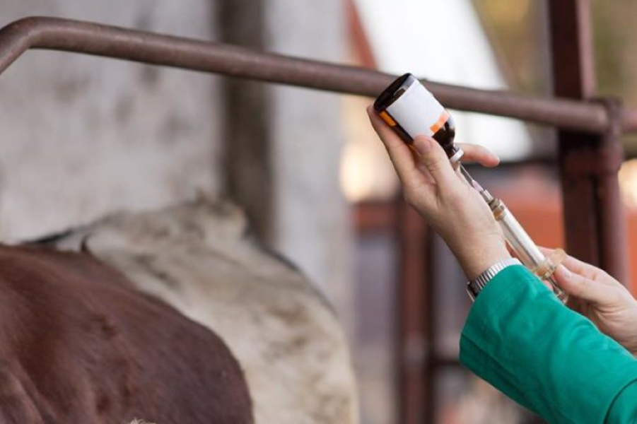 Nearly 90% of vets fear losing the ability to treat infections due to AMR