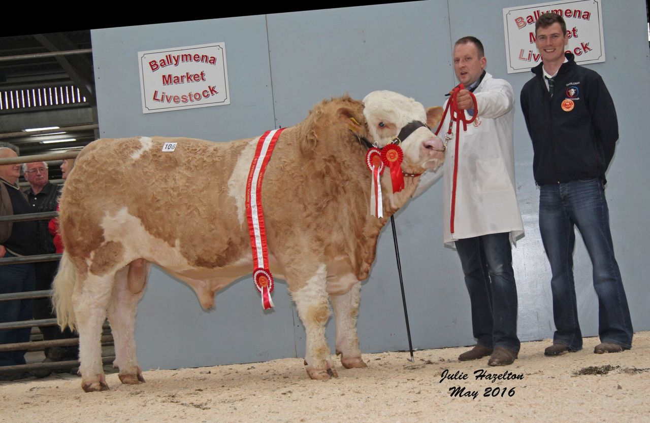 Simmental bulls reach £3,150 at Northern Ireland club sale