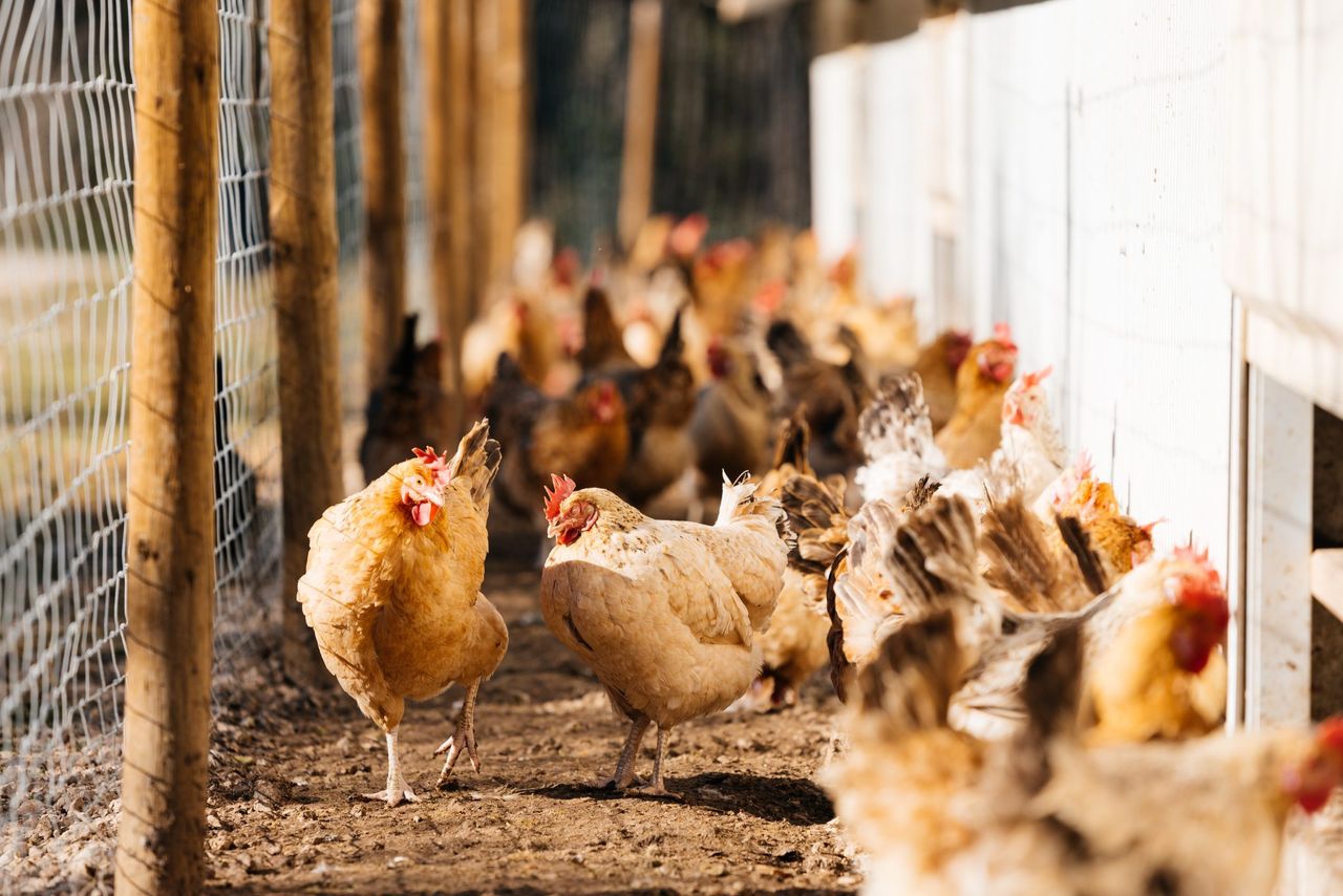 NI also implements mandatory housing order for poultry