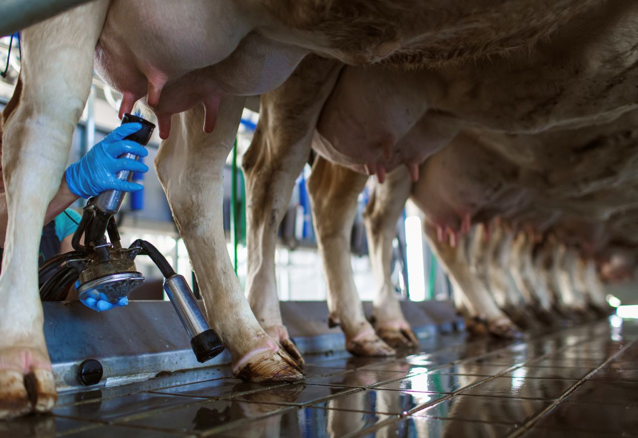 European milk price rise continues into July as butter market improves