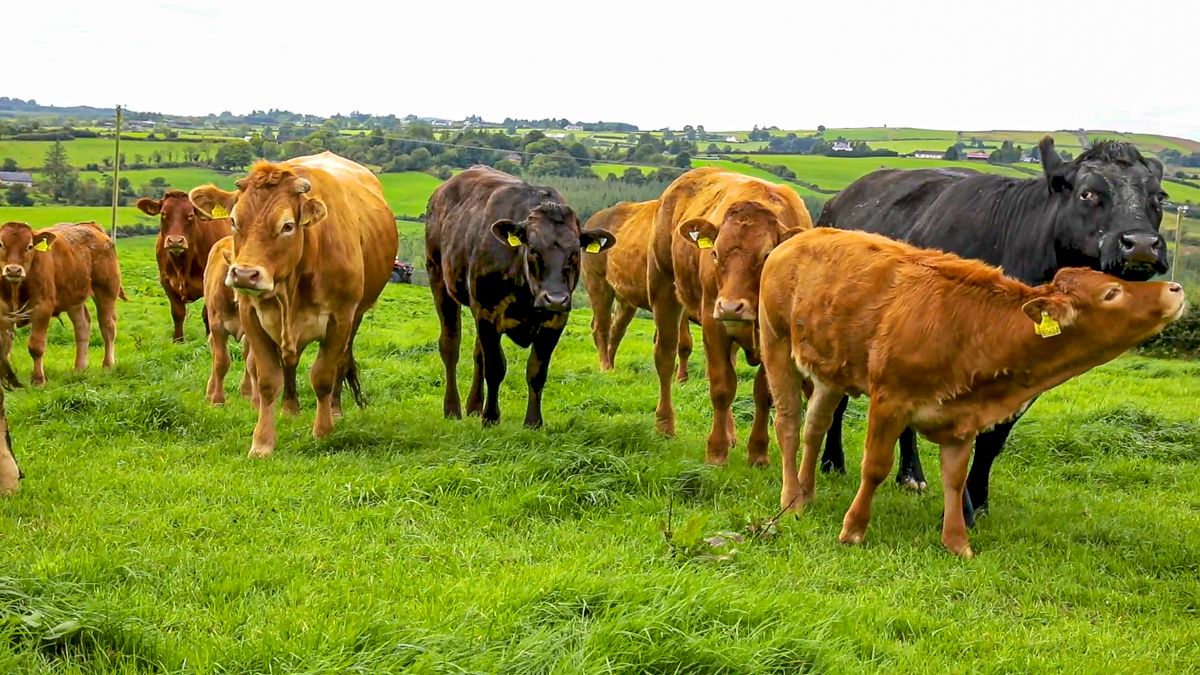 CAFRE to host two events for beef and sheep farmers