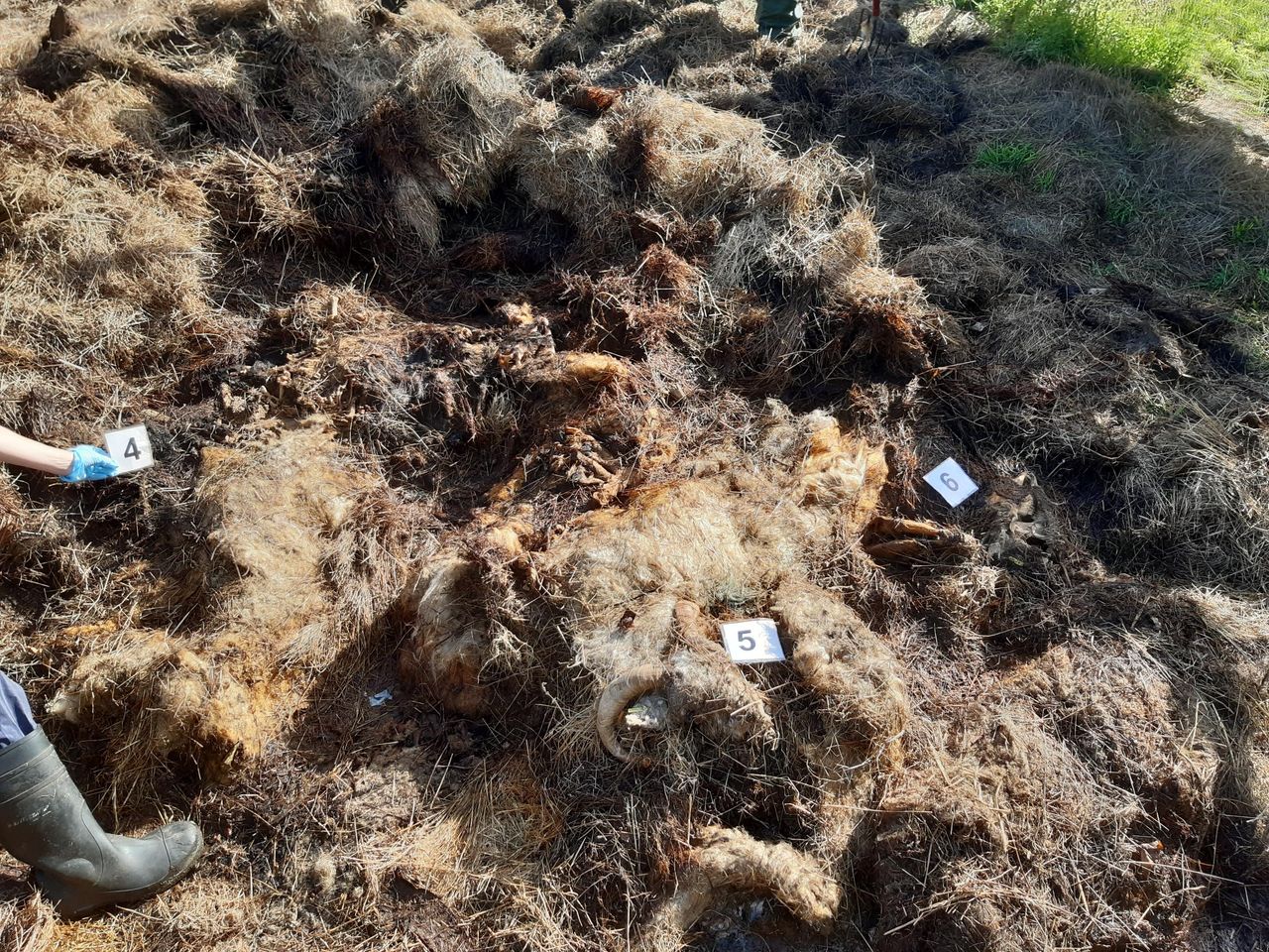 Shepherd pleads guilty to leaving dead sheep to rot