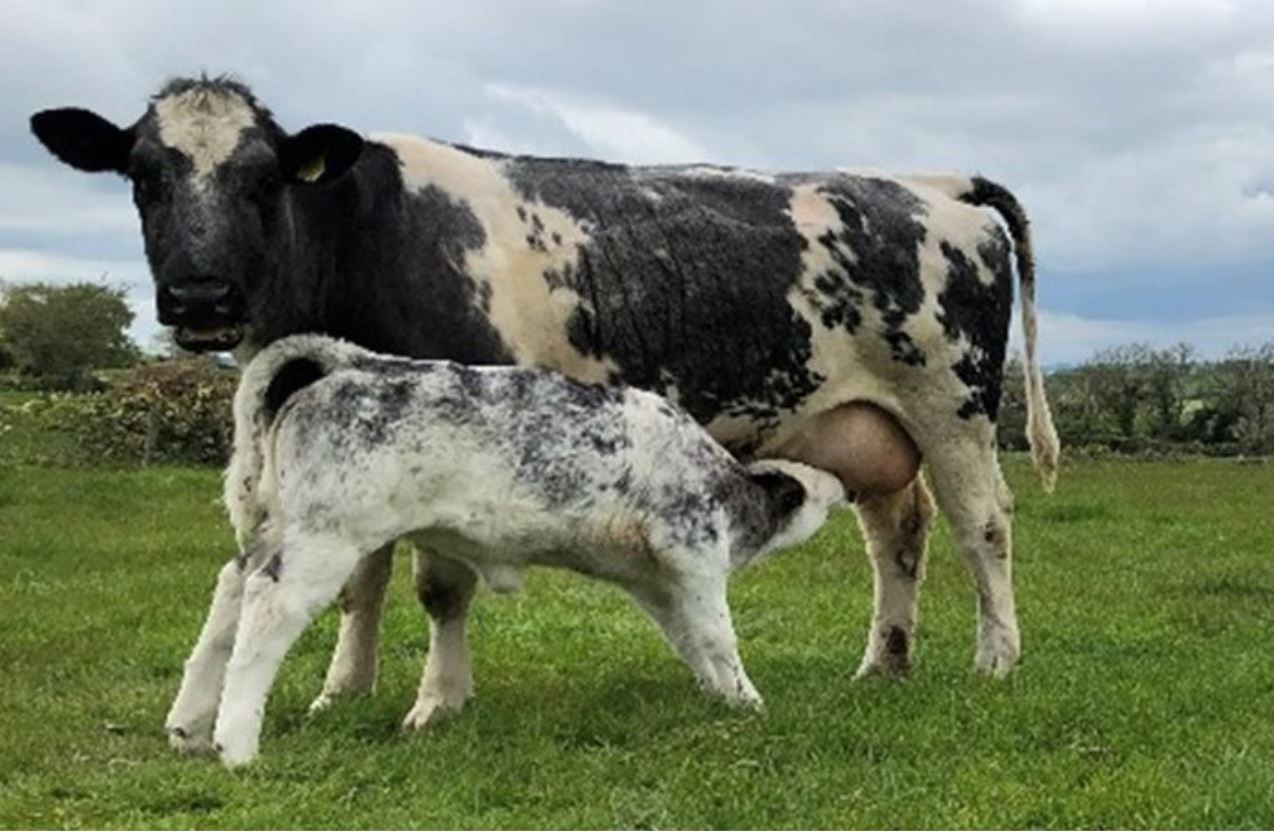 The benefits of good planning now for next year’s calves