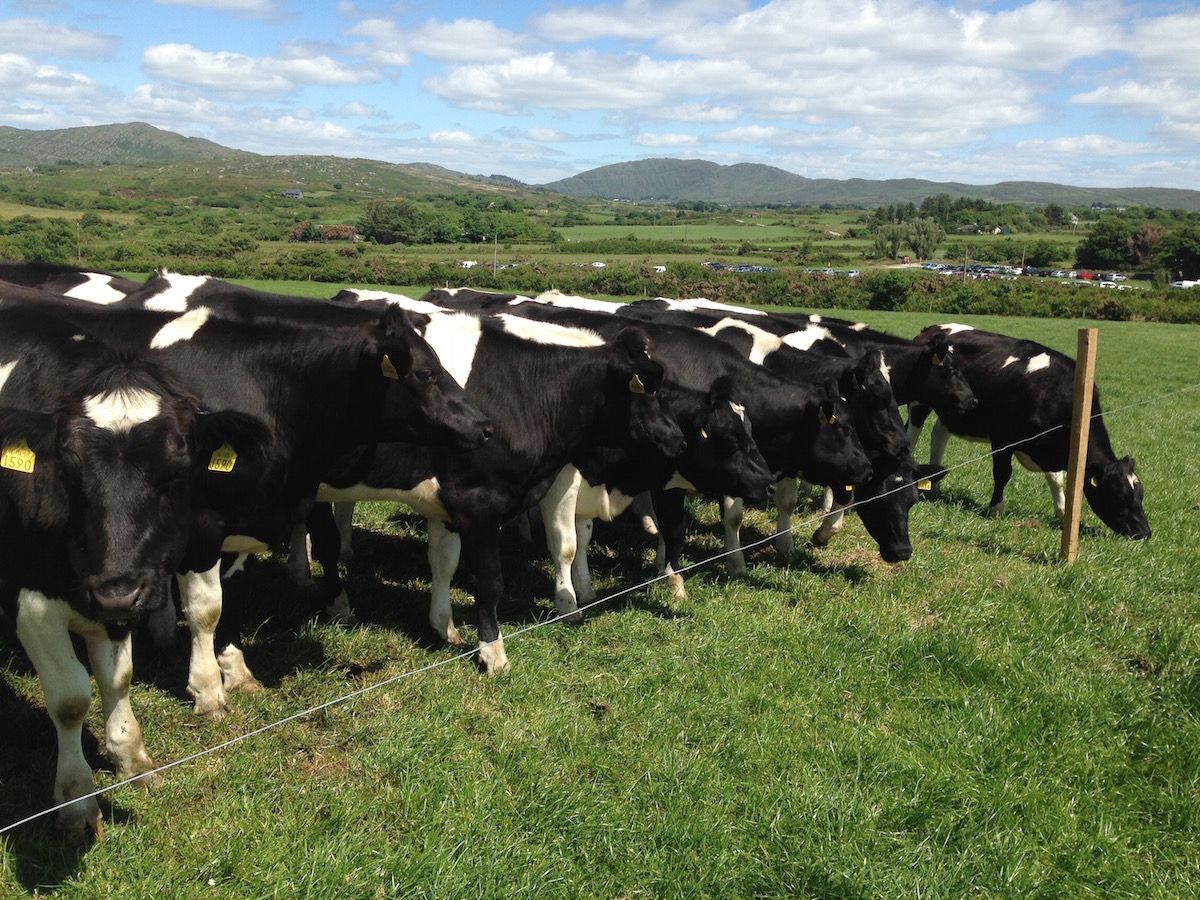 Proposed Dutch dairy cull could help to maintain EU milk prices