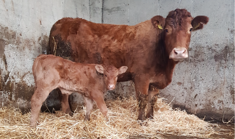 Is your farm prepared for a caesarean section?