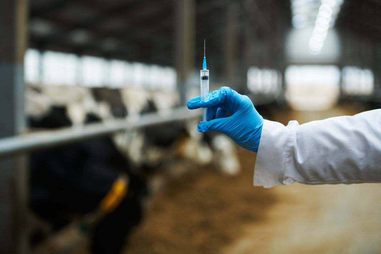 UK issues ‘second-hand’ bluetongue vaccine warning to livestock owners