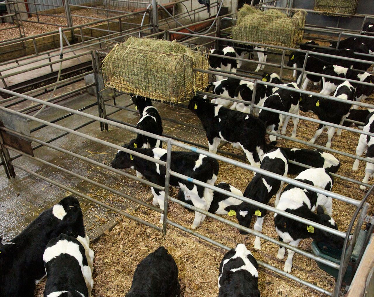 ‘Respiratory problems on the rise within calf rearing units’