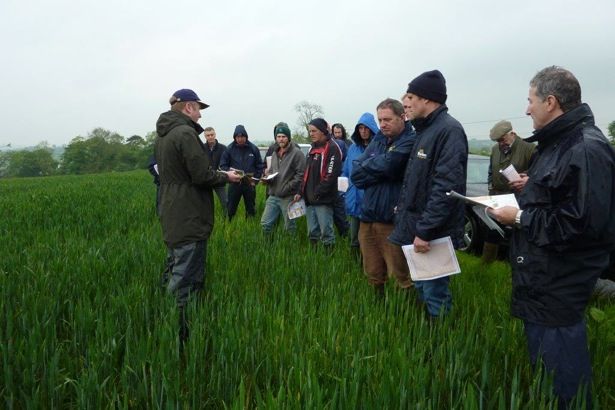 10kg of wholecrop = 16kg grass silage in dairy diet