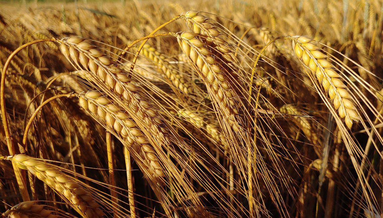Will Heineken commit to support regenerative farming in Ireland?
