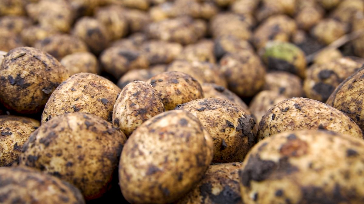Colorado potato beetle larvae confirmed in Kent