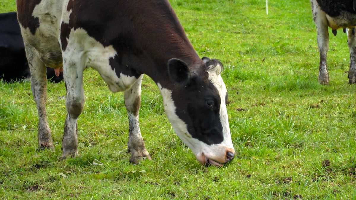 1 in 5 dairy farmers are unsure if their business will last past 2025 - survey