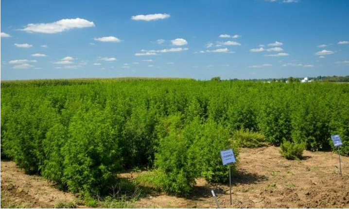 Malaria-fighting plant trial succeeds on US farm