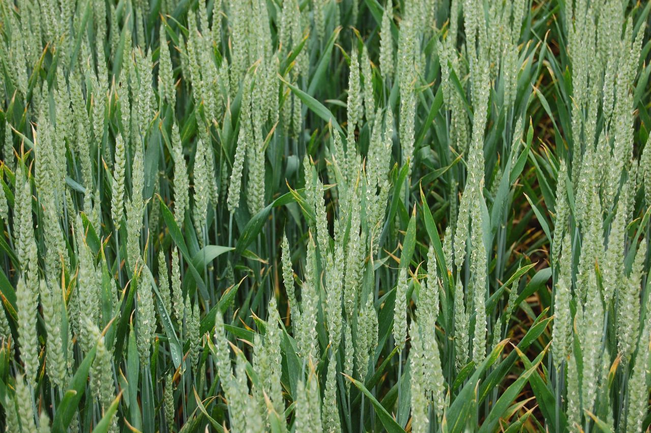 Major challenge posed by Black Grass and Brome Grass