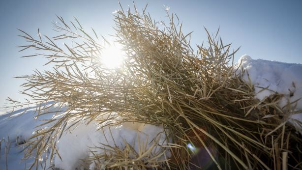 Grain price: Little movement in price or some harvest reports