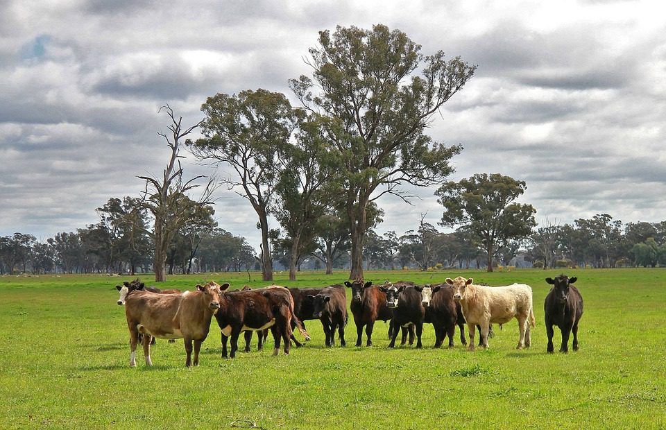 Global appetite drives Australian beef exports to ‘new highs’