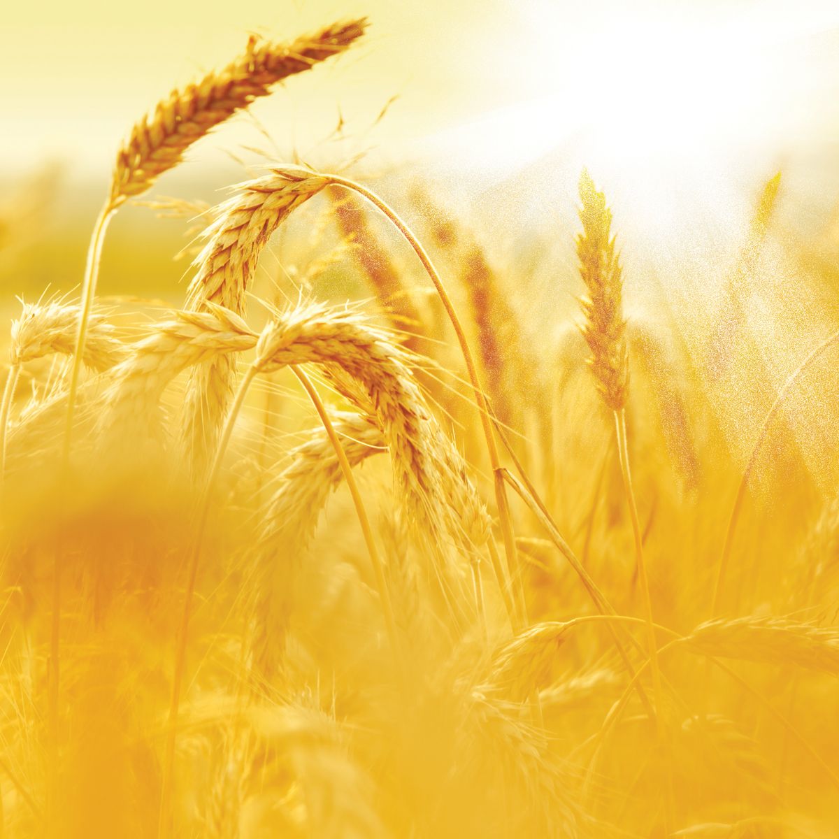 Russia withdraws from Black Sea Grain Initiative