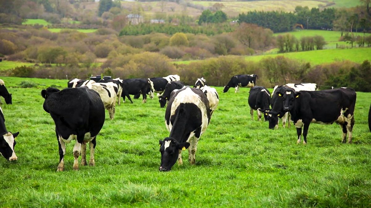 HSE urges public and farmers to prioritse safety around cattle this Easter