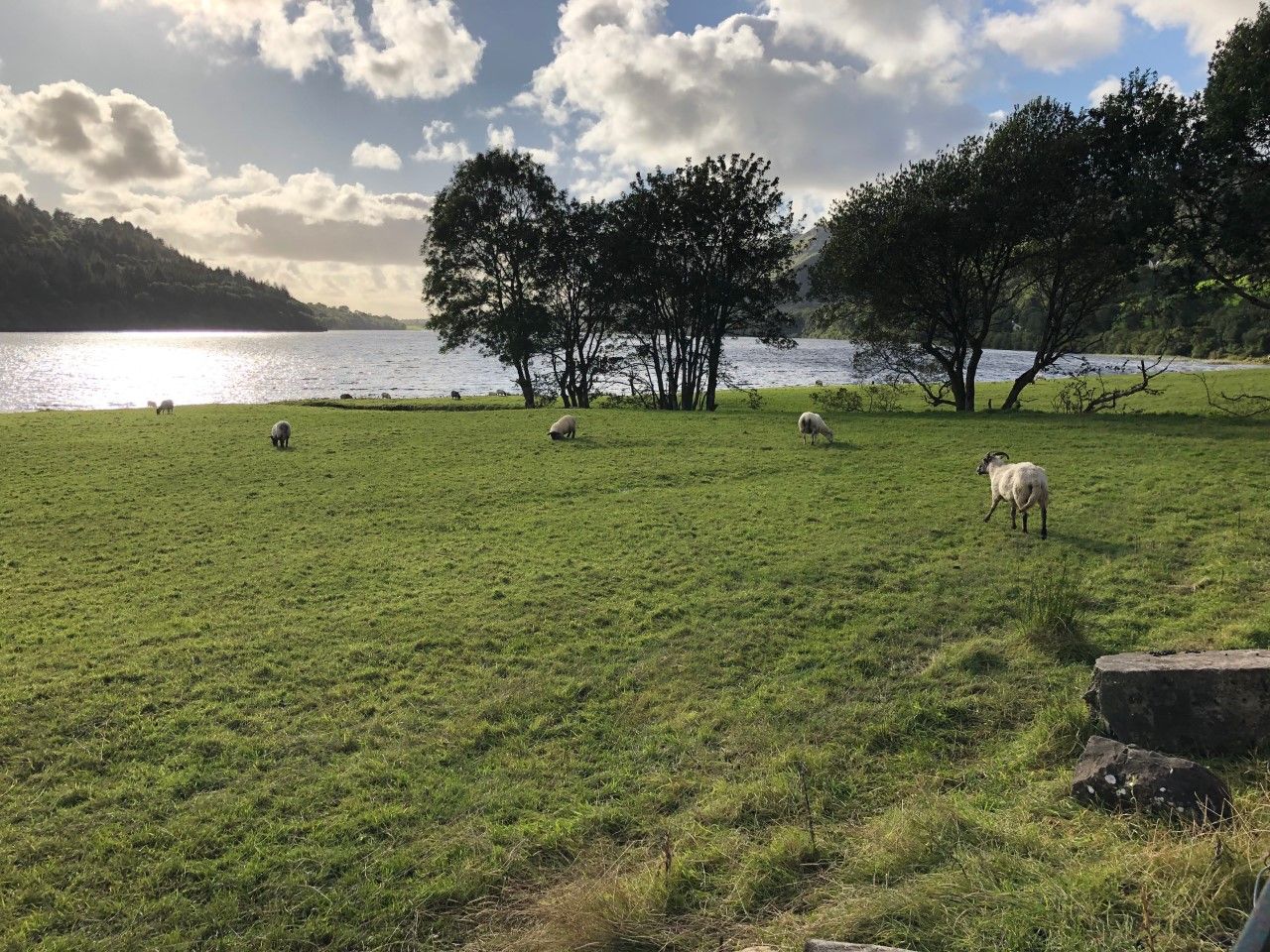 Sheep Conference 2019: ‘Future-Proofing your Sheep Enterprise’ starts today