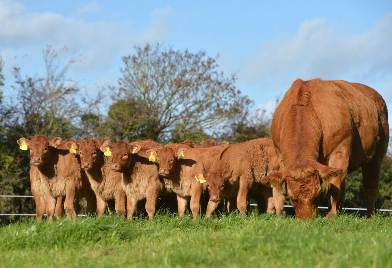 What’s involved with embryo transfer in cattle?