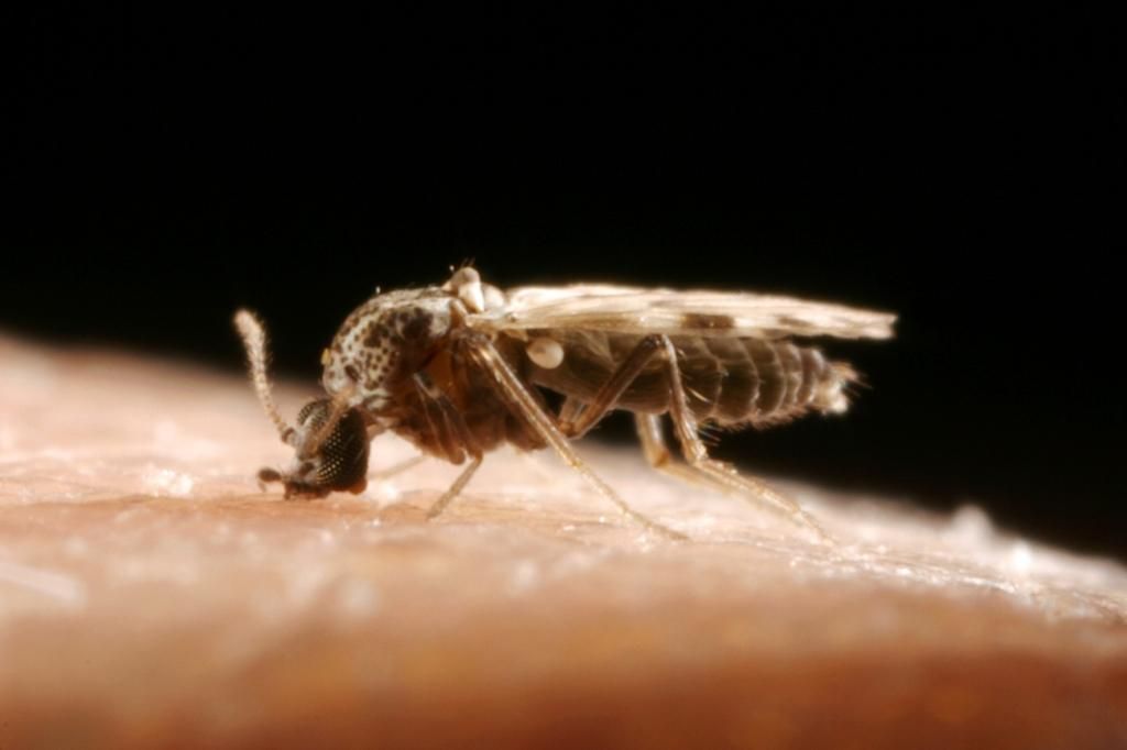 Bluetongue restrictions ease as seasonal vector low period announced