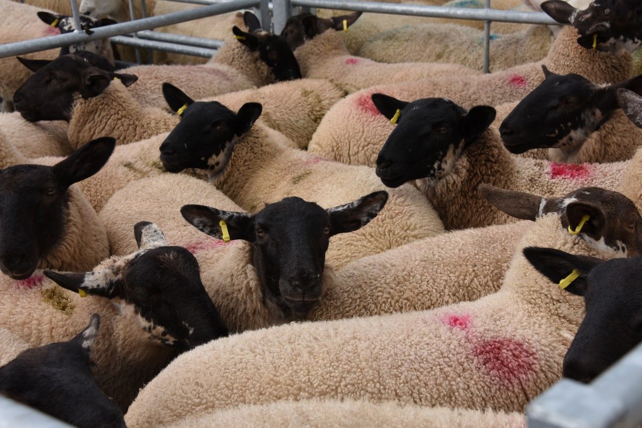 HCC report reveals struggles of sheep industry