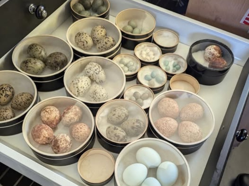 Police warrant executed for illegal wildlife trade of birds' eggs