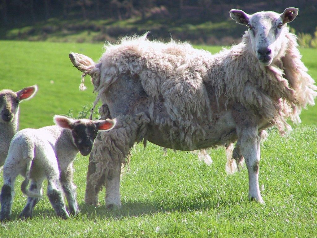 Industry group calls for funding to control sheep scab in Wales