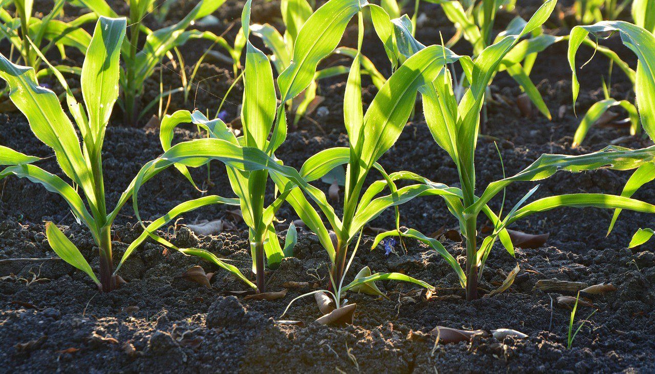 98% of Northern Ireland soils inadequately analysed