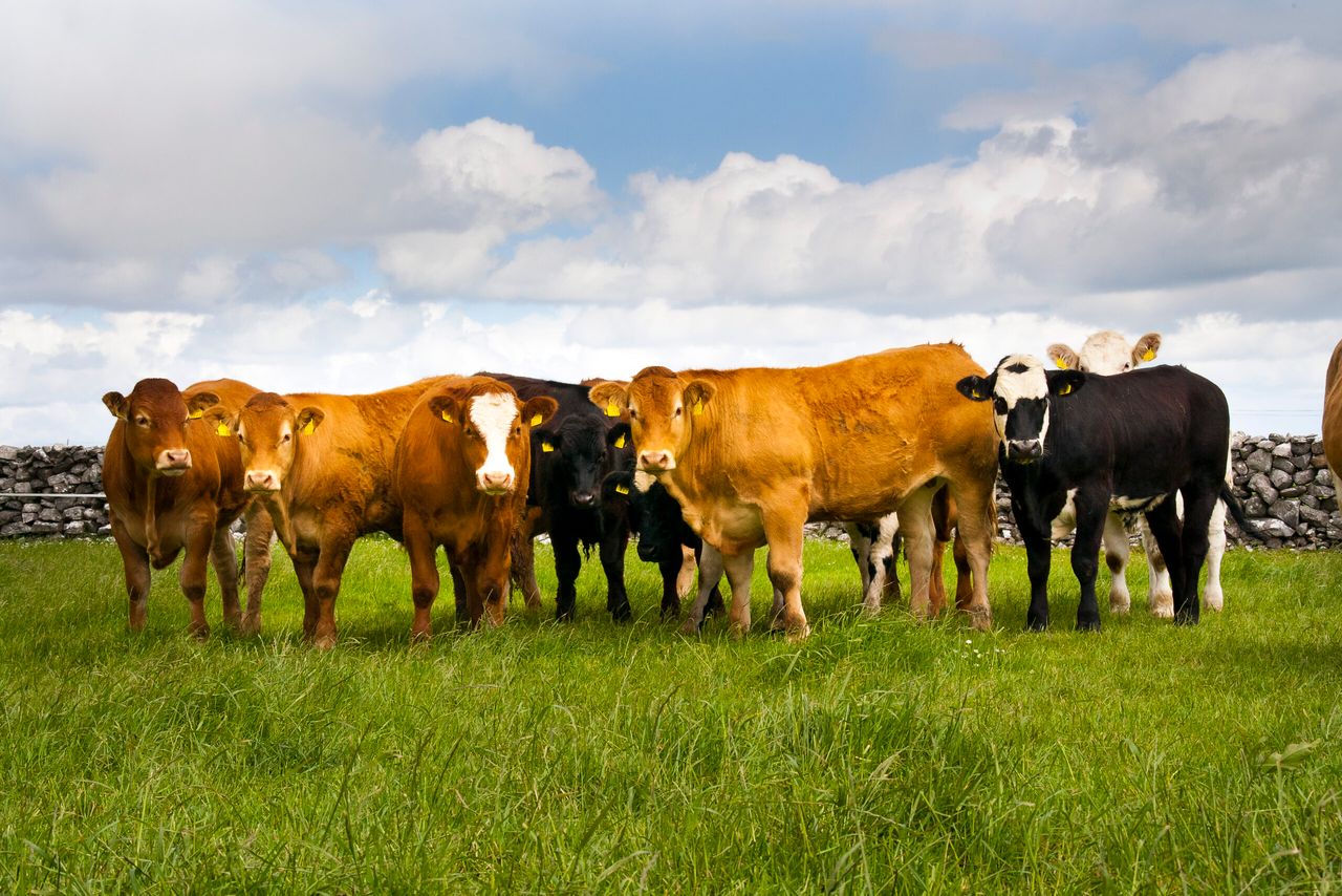 Sourcing replacement females this spring for a suckler herd