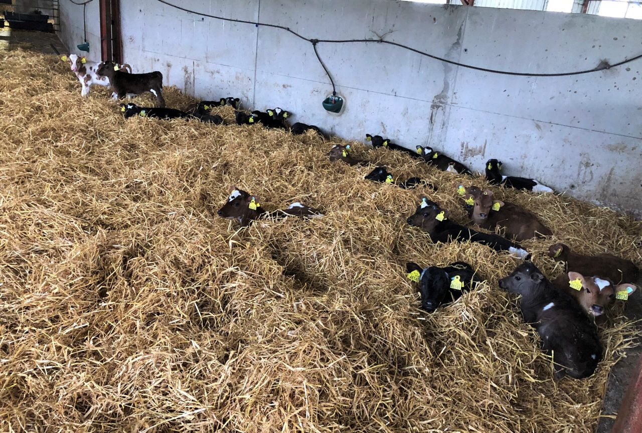 4 simple steps to avoiding a scour outbreak as calf numbers grow