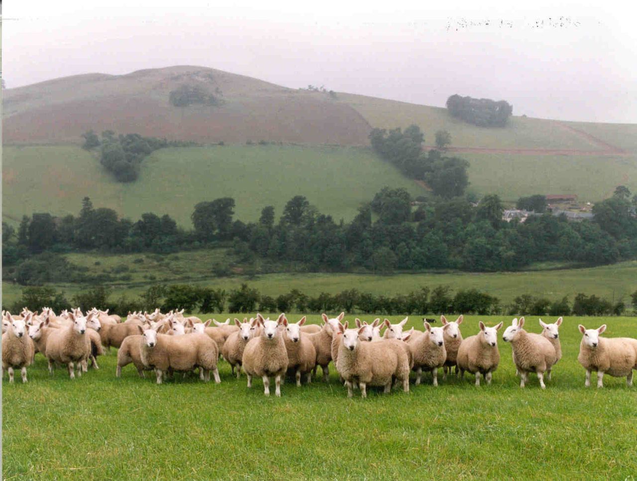 NSA competition asks children to help in the fight against sheep worrying by dogs