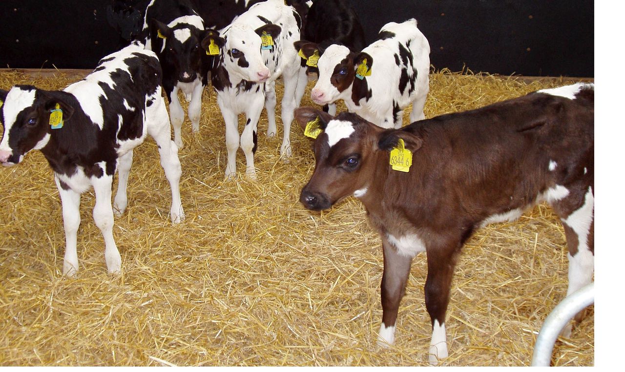 Giving calves the best possible start