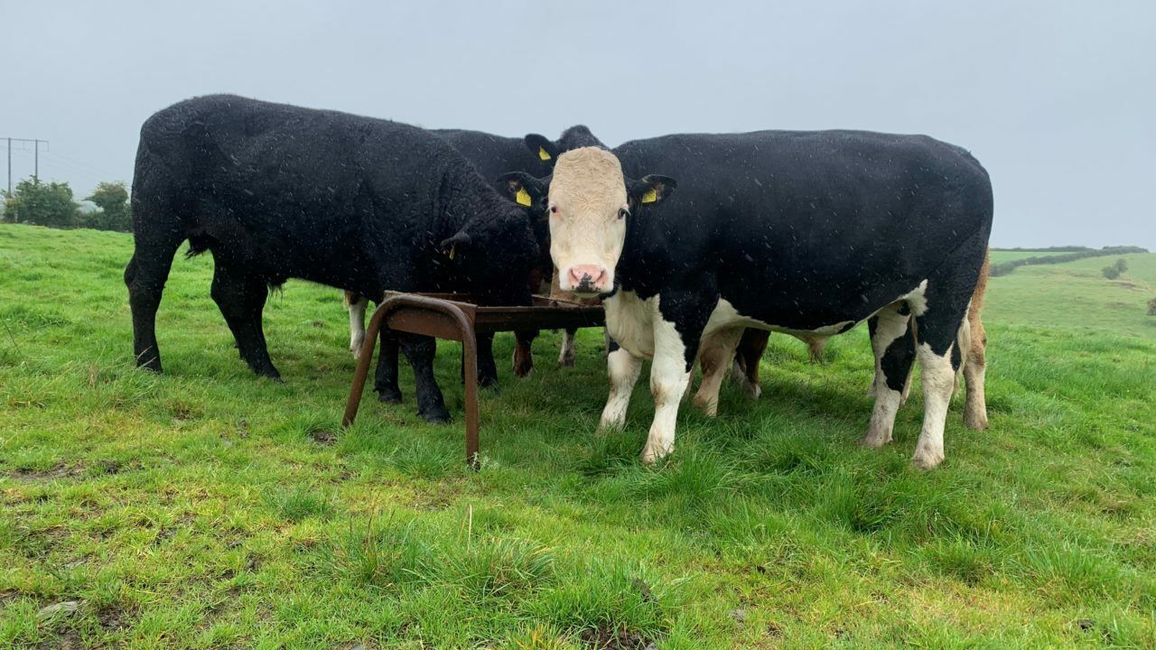 Irish finished bullocks €100/head behind NI beef prices