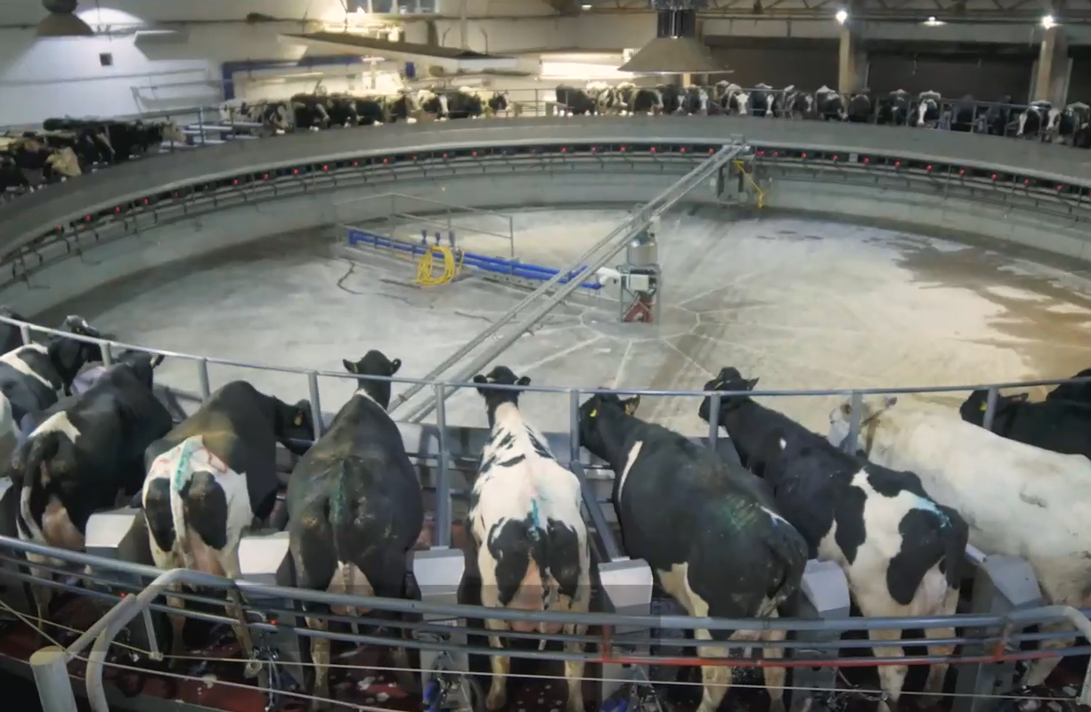 Ukrainian farmers invest in dairy on land unaffected by war