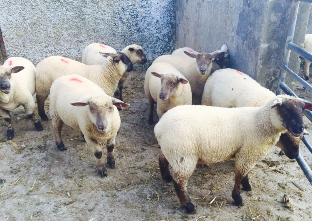 Almost 30,000 Northern Irish lambs slaughtered in the Republic in November