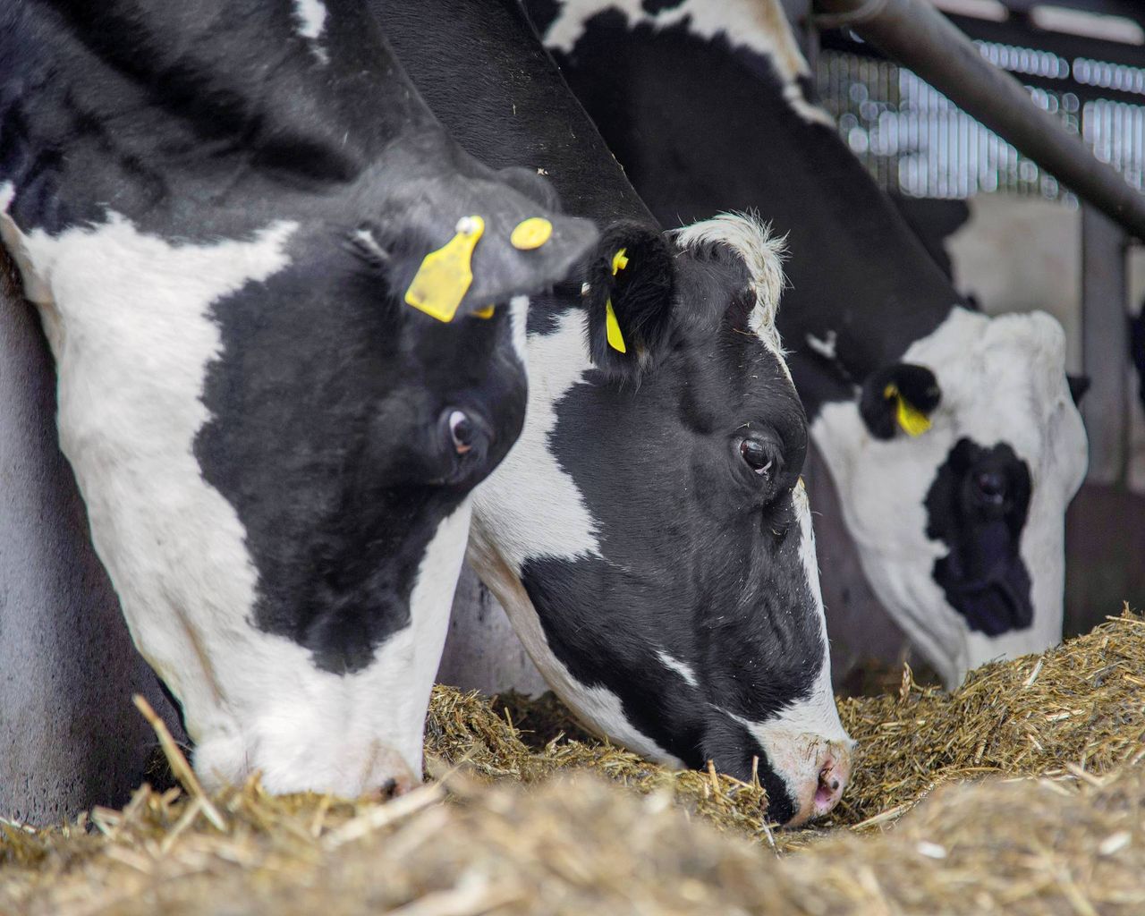 Growing threat of animal disease ‘deeply concerning’ – UFU