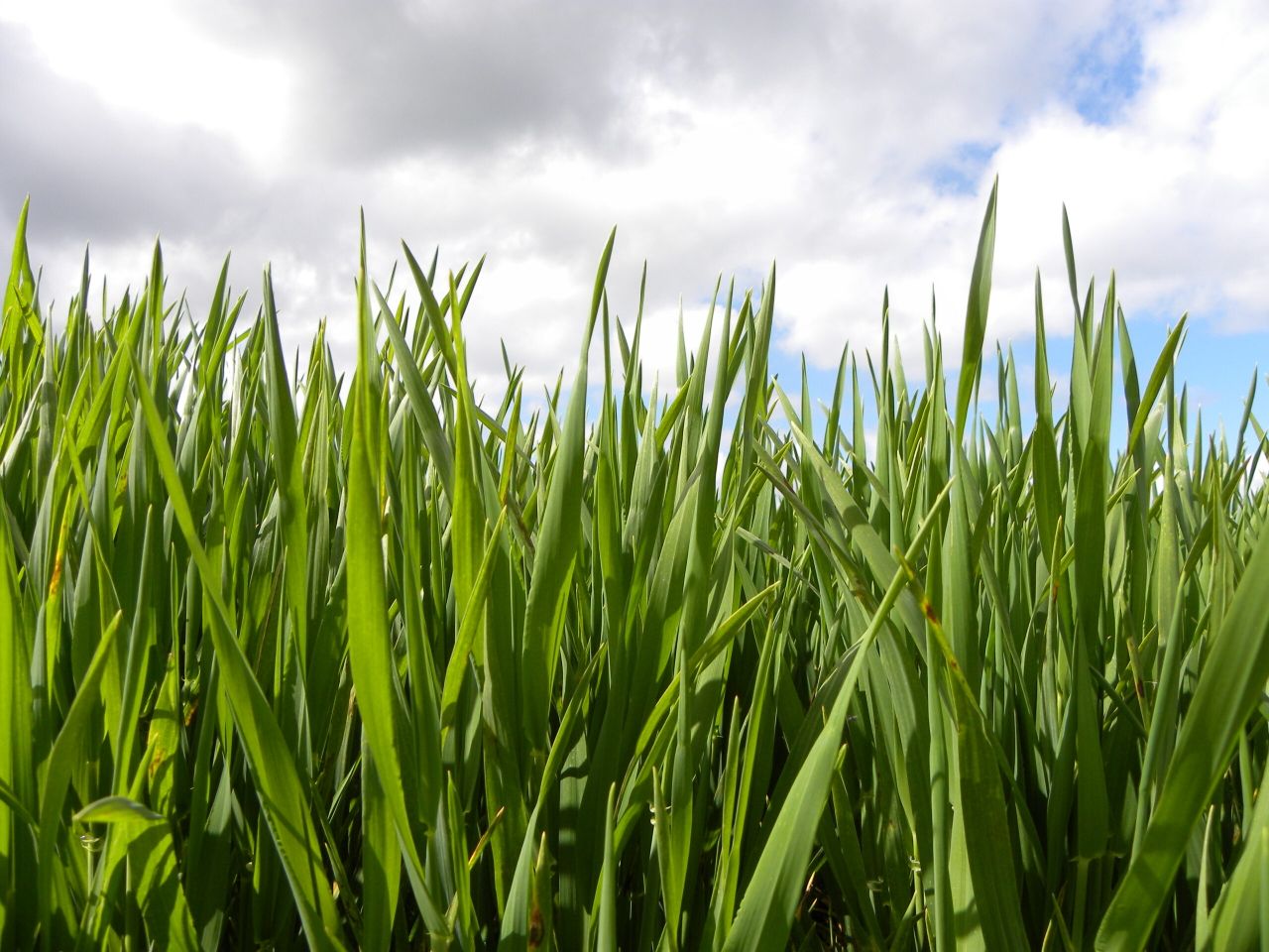 Organic production on the rise across the European Union