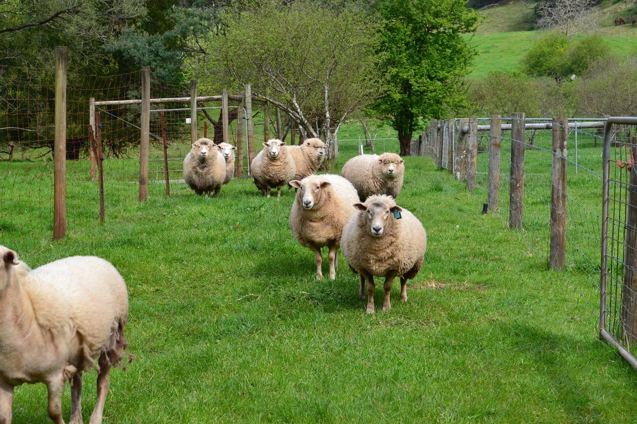 Australia commits AUD$5.6m to phase out live sheep exports by sea