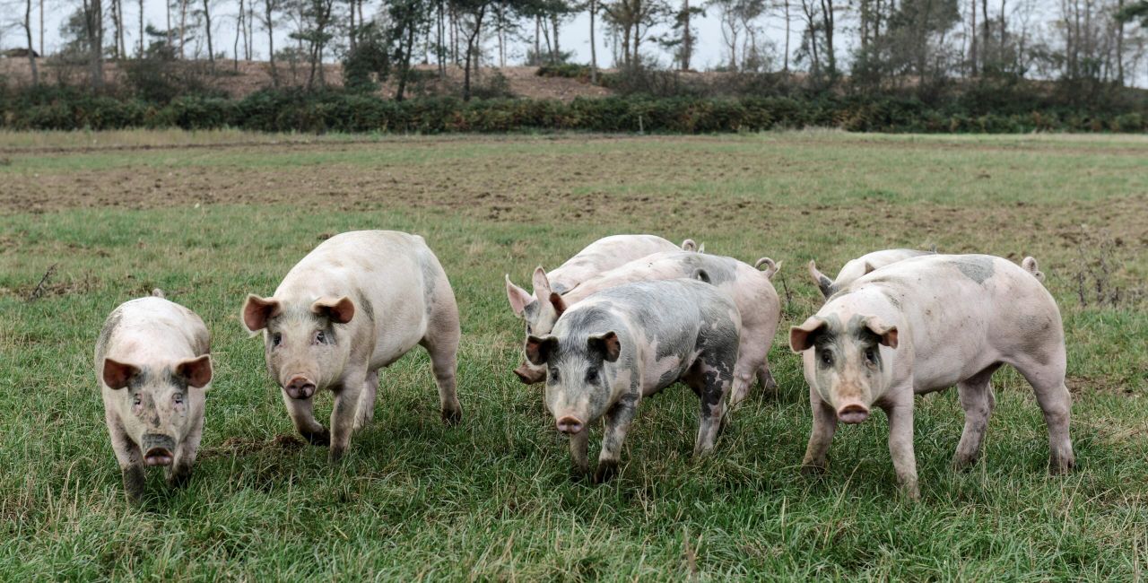BSAS launches knowledge transfer partnership for young farmers