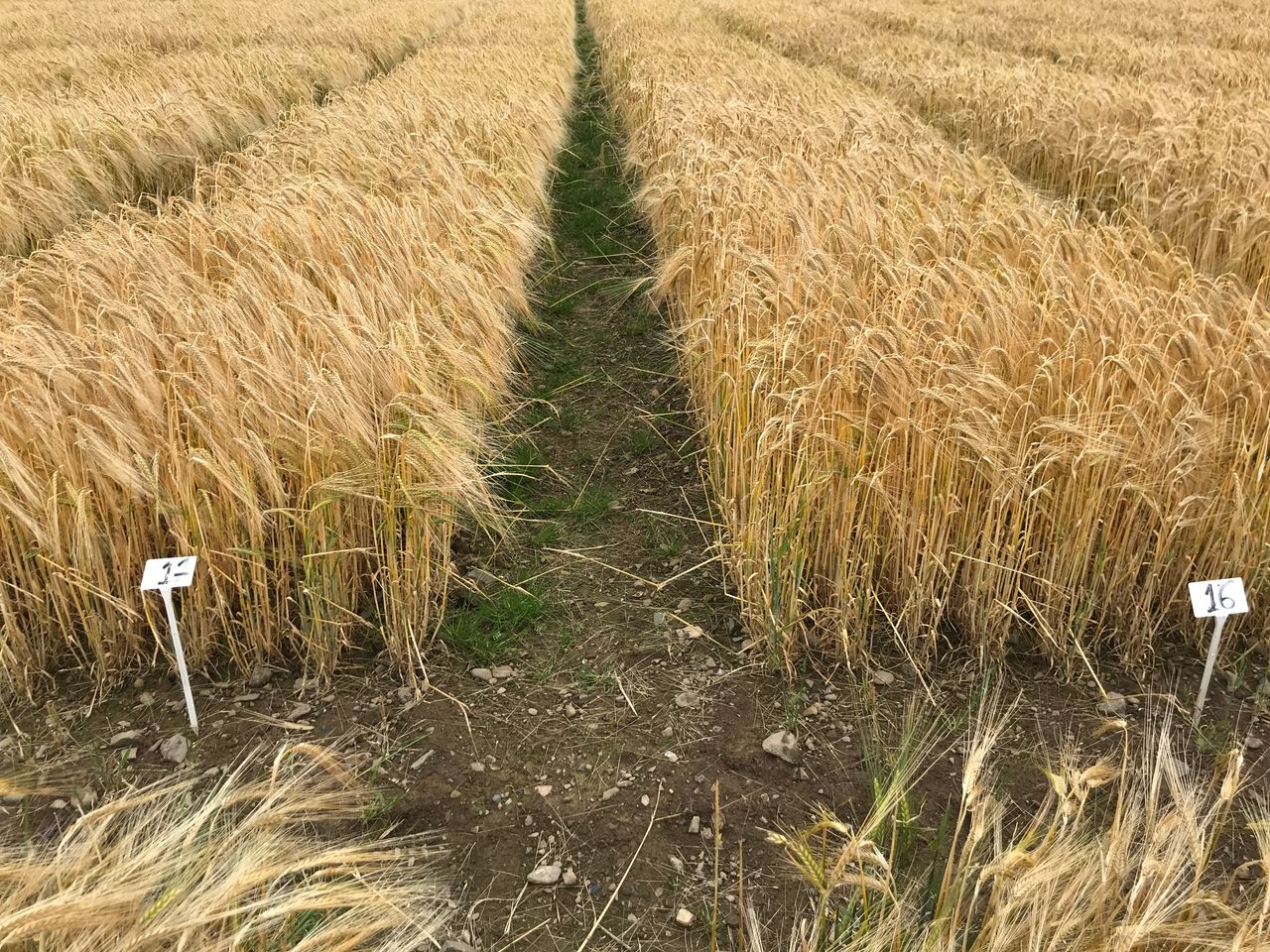 Barley harvest underway in Northern Ireland