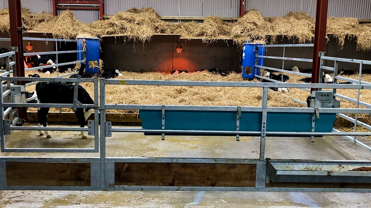 Dairy advice: Fundamentals of calf rumen development