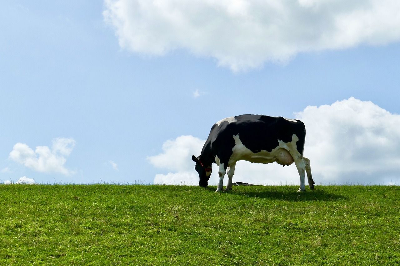AHDB submits complaint to BBC over bovine TB documentary
